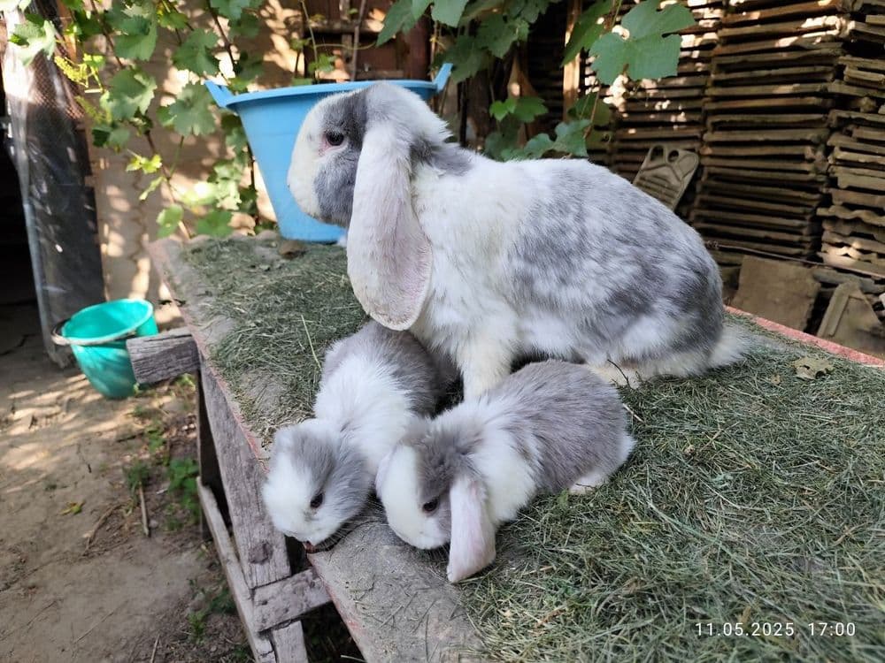 Продаю французских баранов — 1