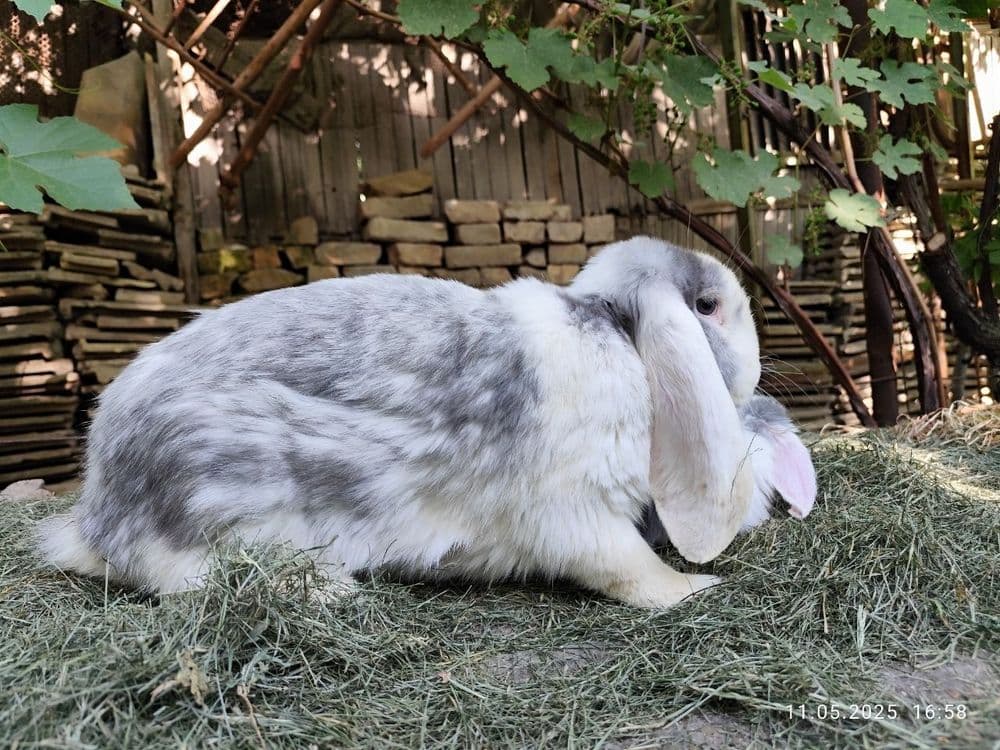 Продаю французских баранов — 4