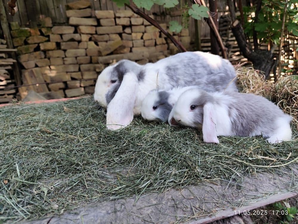 Продаю французских баранов — 5