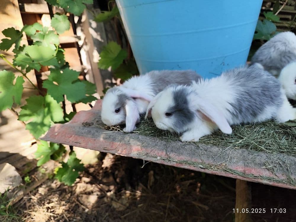 Продаю французских баранов — 6