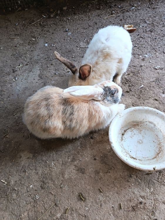 Quyon sotladi 2ta samka — 3