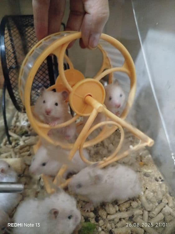 Хомячки домашние,ручные — 6