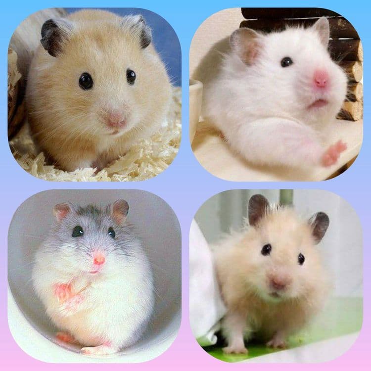 Хомячки домашние,ручные — 7