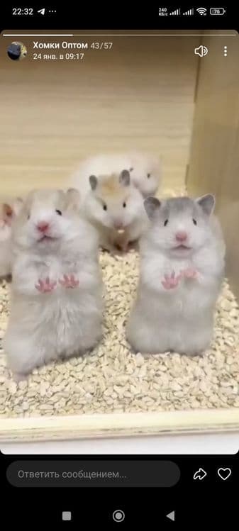 Хомячки домашние,ручные — 8