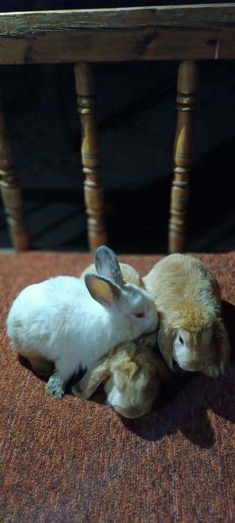 Куёнчалар сотилади — 8