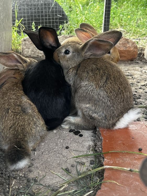 Куйон болалари сотилади — 3