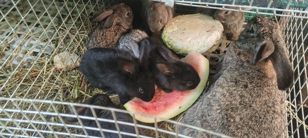 Продается крольчата породы великан — 1