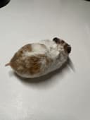 хомяки рыжей и черной окраски