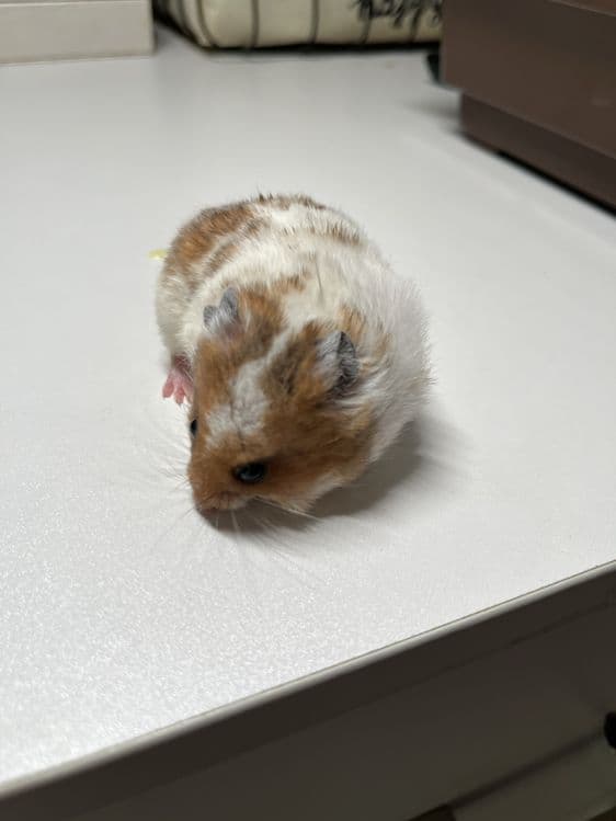 хомяки рыжей и черной окраски — 3