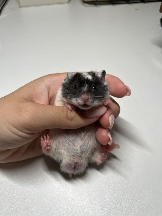 хомяки рыжей и черной окраски — 5