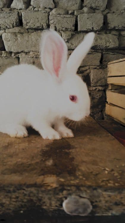 Xikol quyonla 70mindan — 1