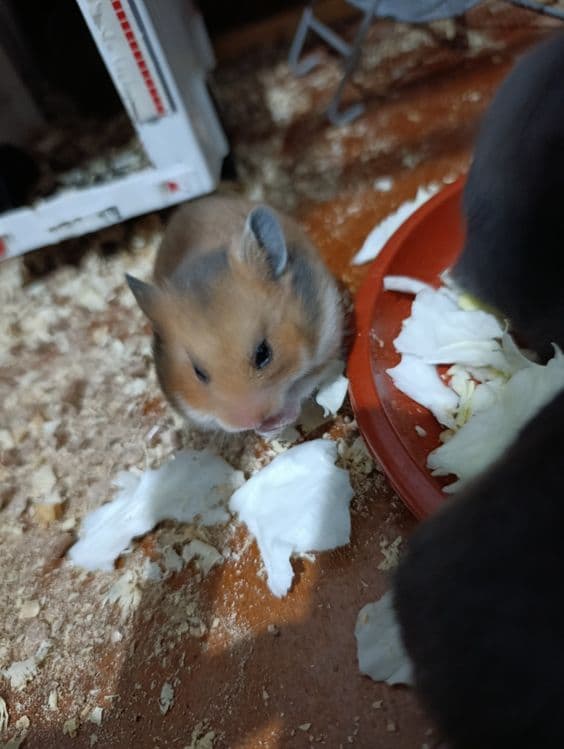Хамяк  Сиренский сотилади — 5