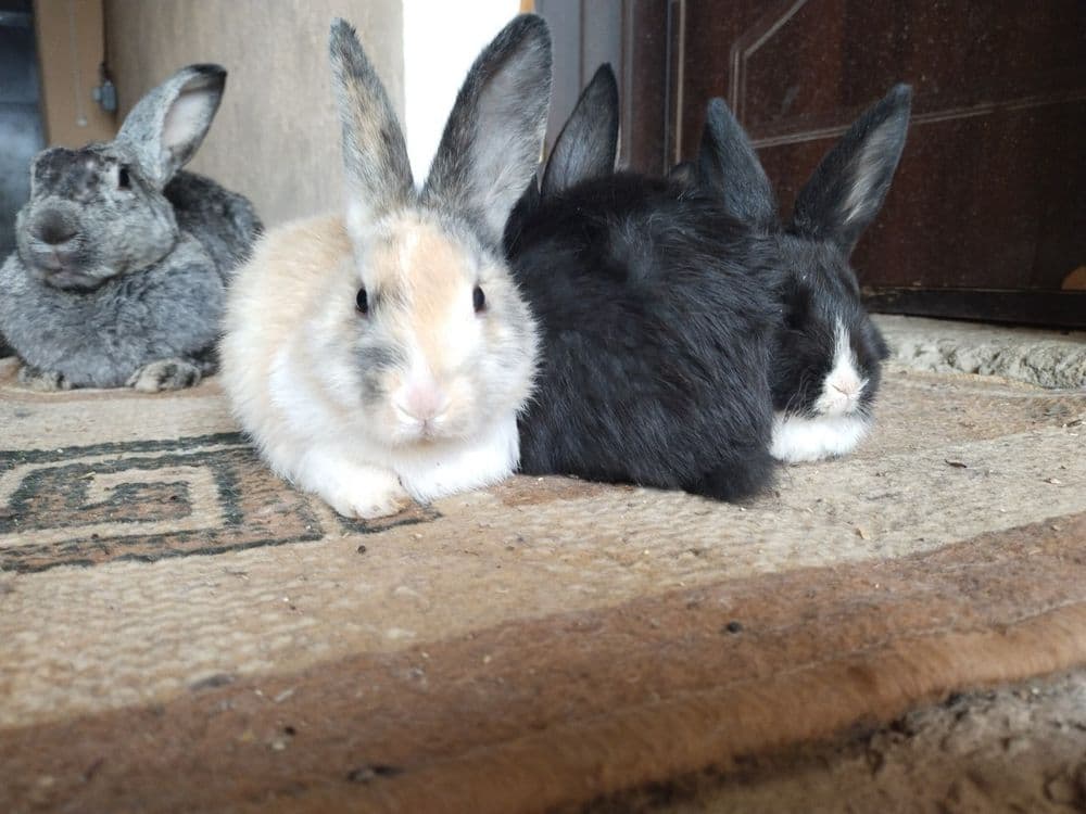 Продаю кролики красивые — 5