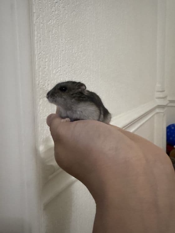 Джунгарский хомячок