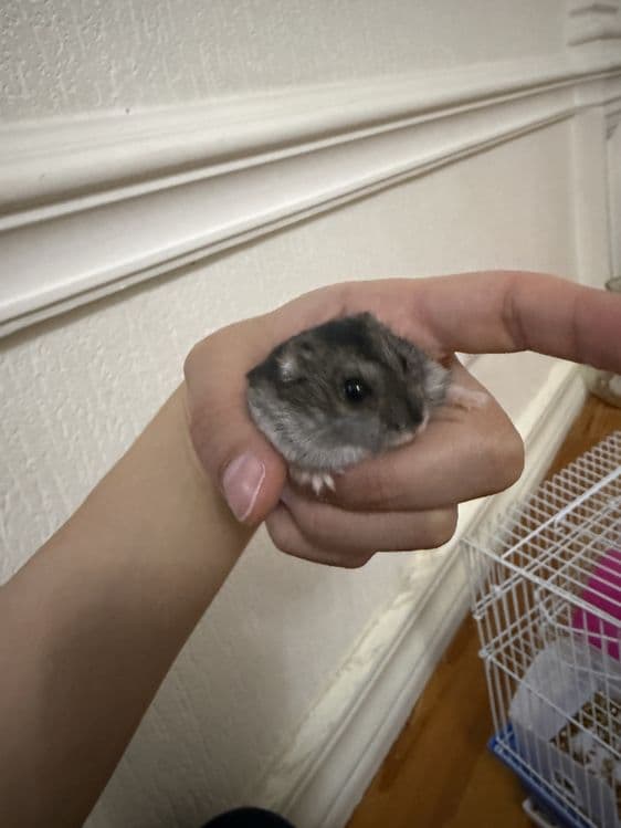 Джунгарский хомячок — 3