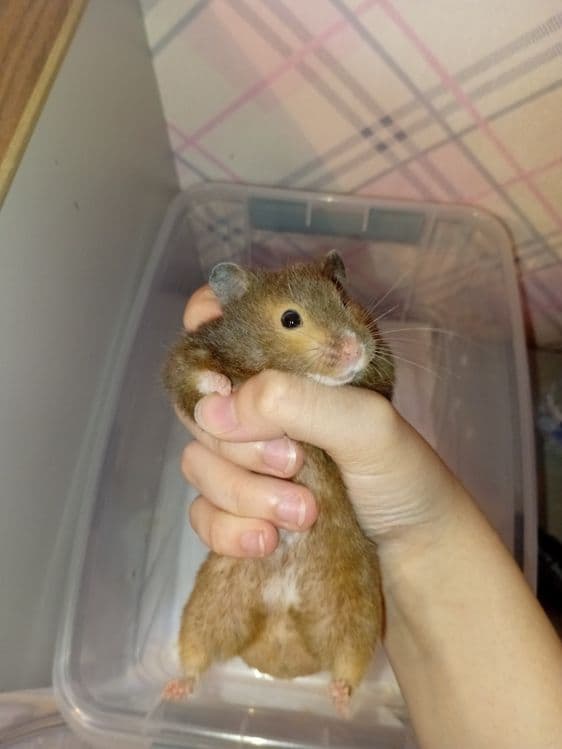 СРОЧНО Хомяки домашние — 2