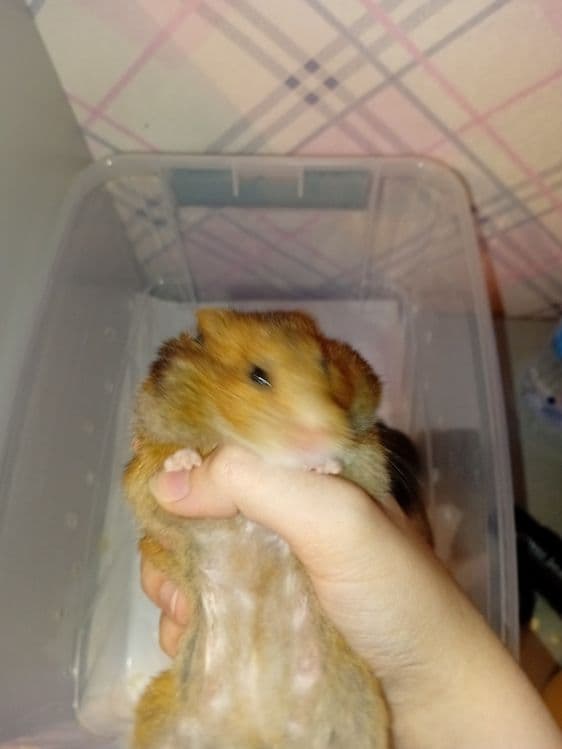 СРОЧНО Хомяки домашние — 3