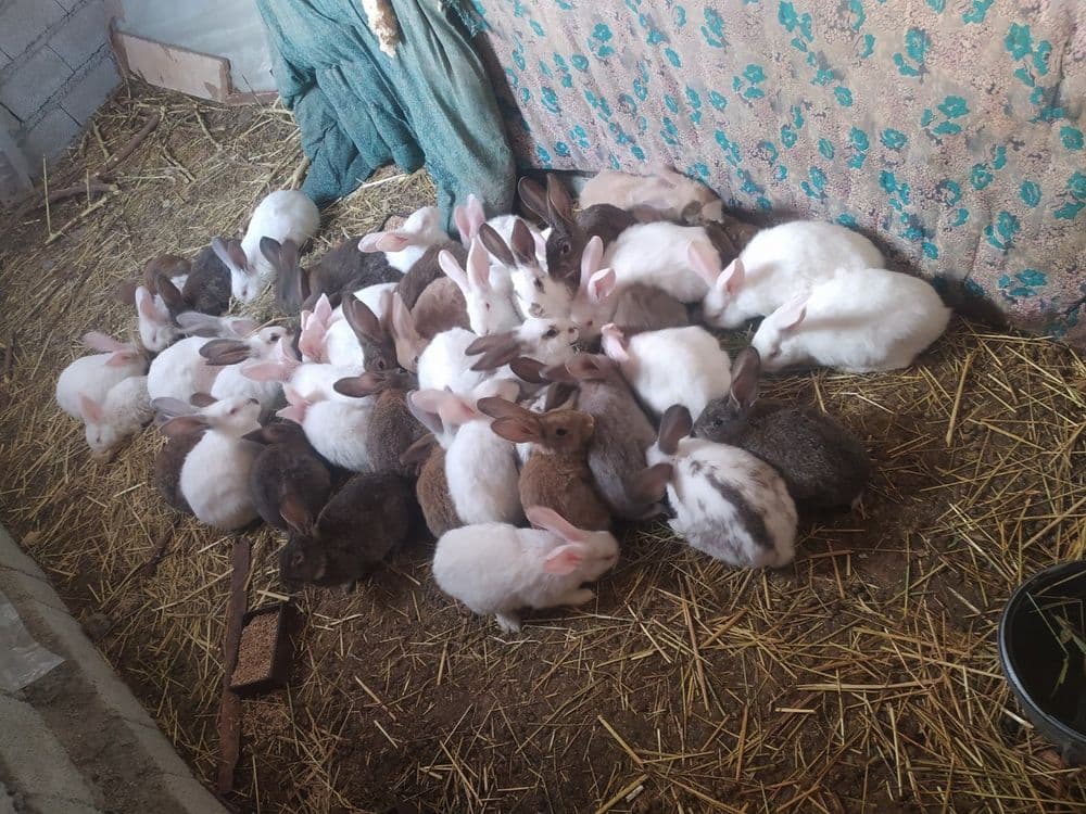 Продаются кролики — 3