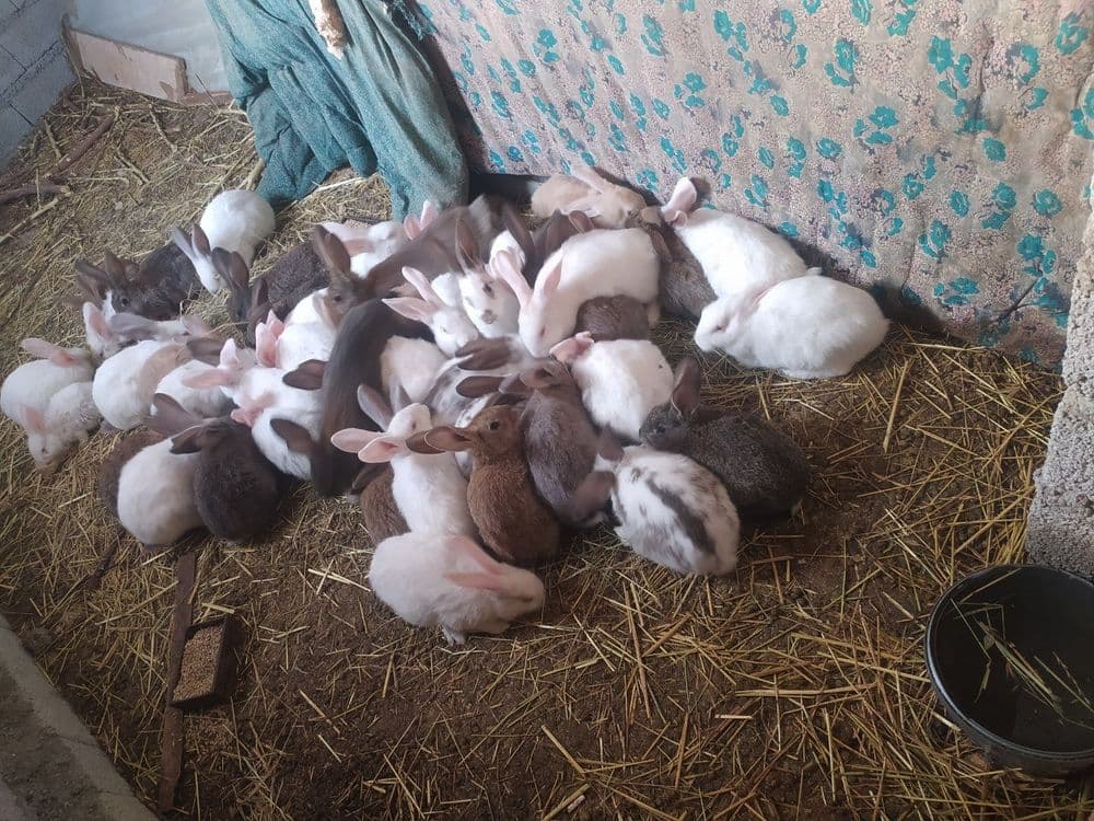 Продаются кролики — 5