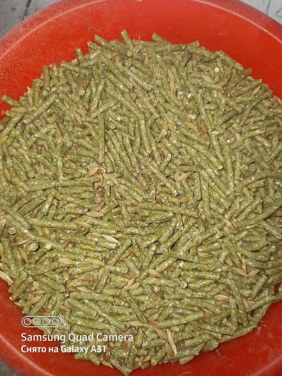 Продаётся кролчата — 1