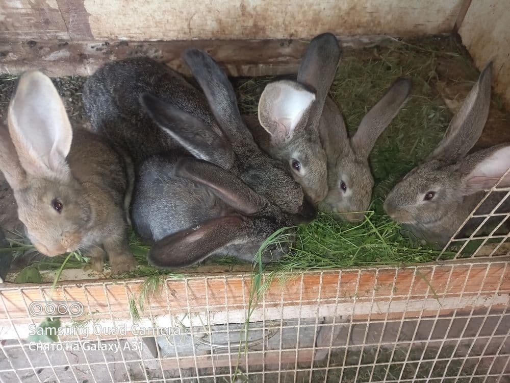 Продаётся кролчата — 5