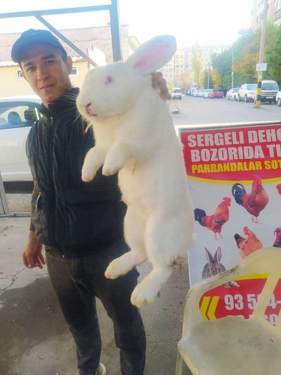Quyon sergili dehqon bozorda sotiladi — 1