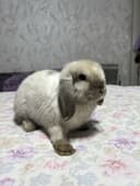 Декоротивные кролики Mini Lop