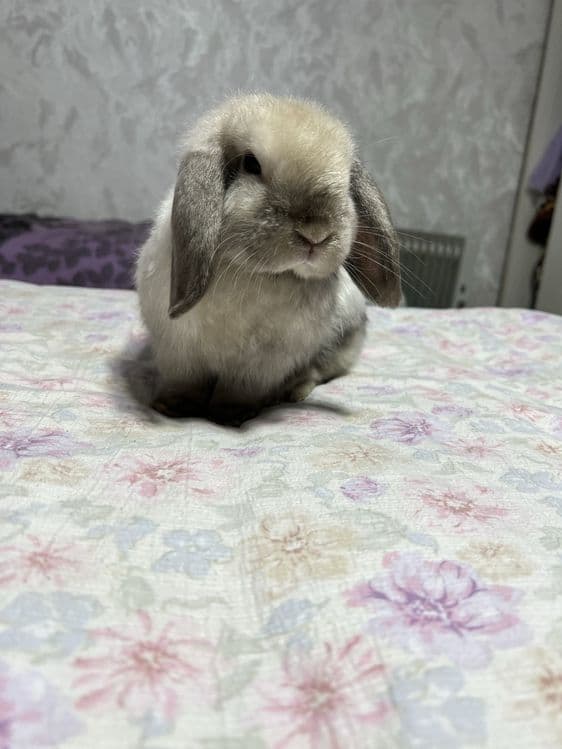 Декоротивные кролики Mini Lop — 2