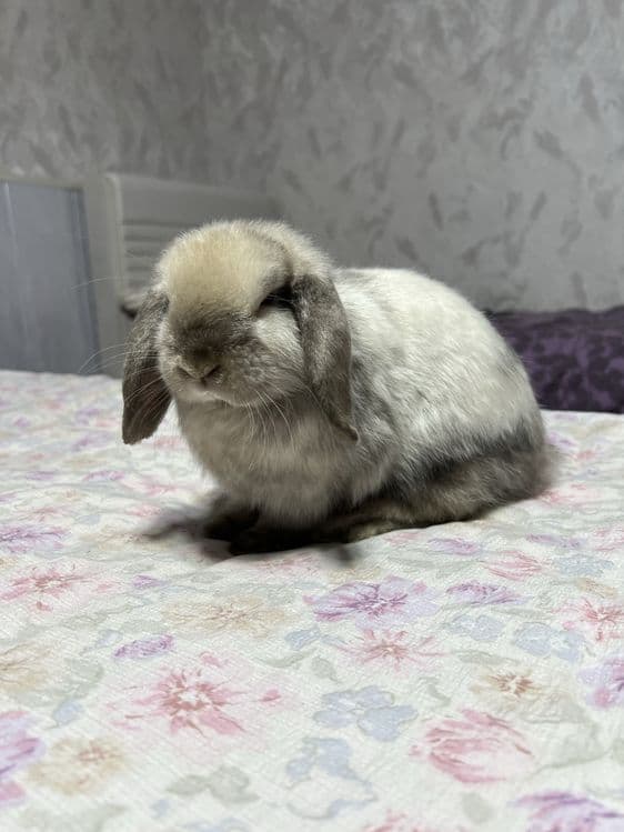 Декоротивные кролики Mini Lop — 3