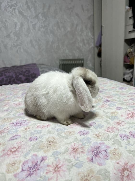 Декоротивные кролики Mini Lop — 4