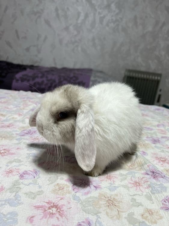 Декоротивные кролики Mini Lop — 5