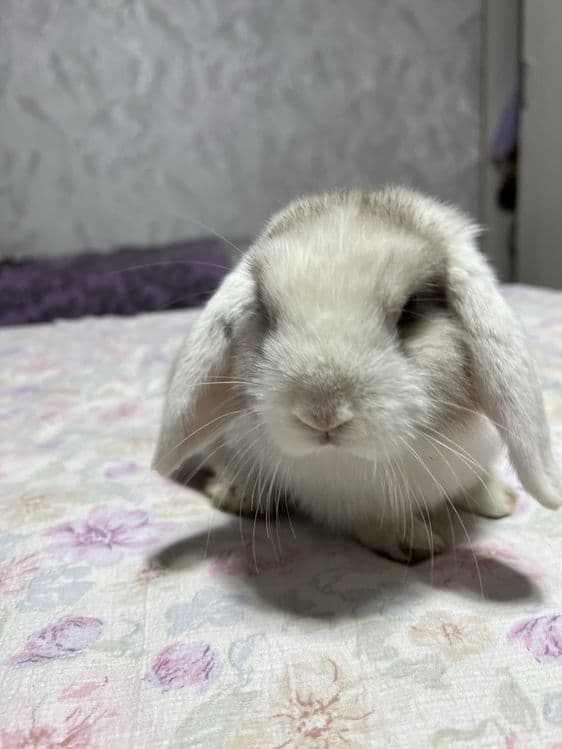 Декоротивные кролики Mini Lop — 6