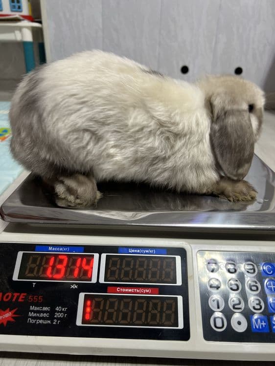 Декоротивные кролики Mini Lop — 7