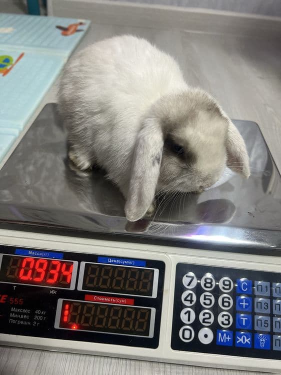 Декоротивные кролики Mini Lop — 8