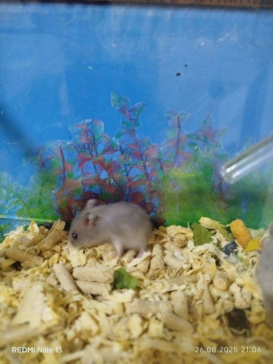 Морские свинки домашние — 8