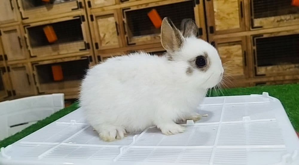 Minaturniy karlikla — 2