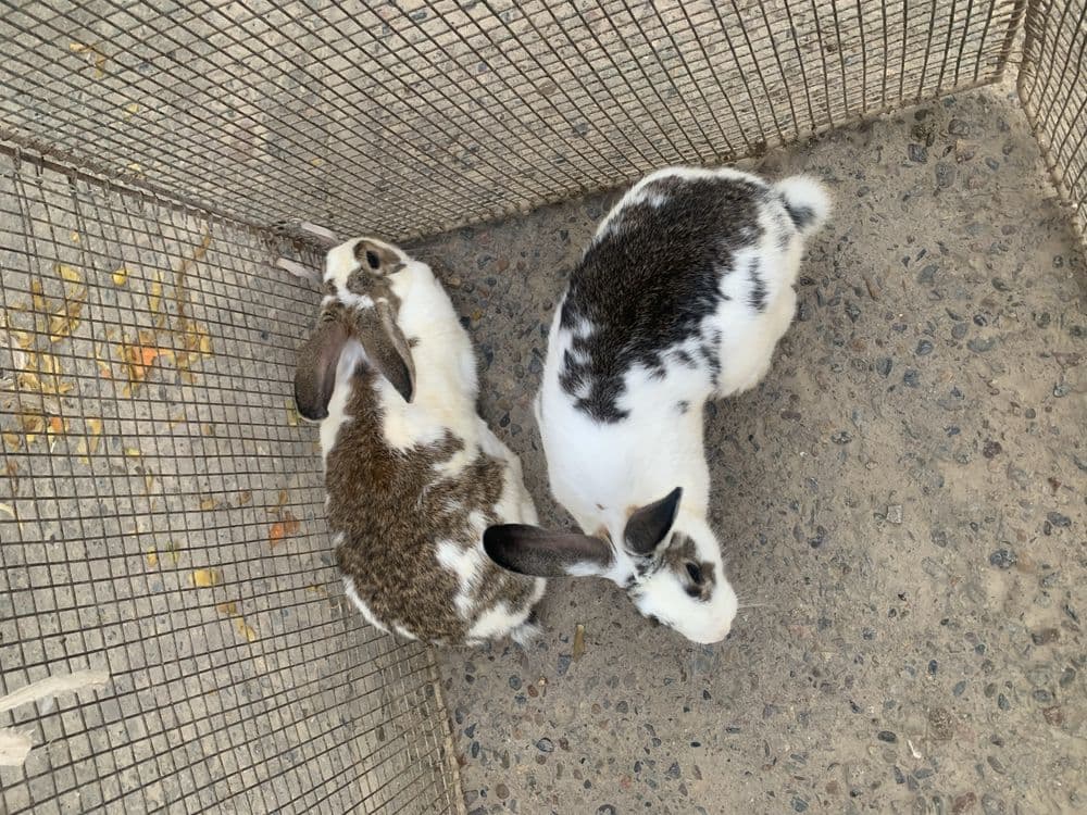 Babochka quyonlar sotiladi para — 7