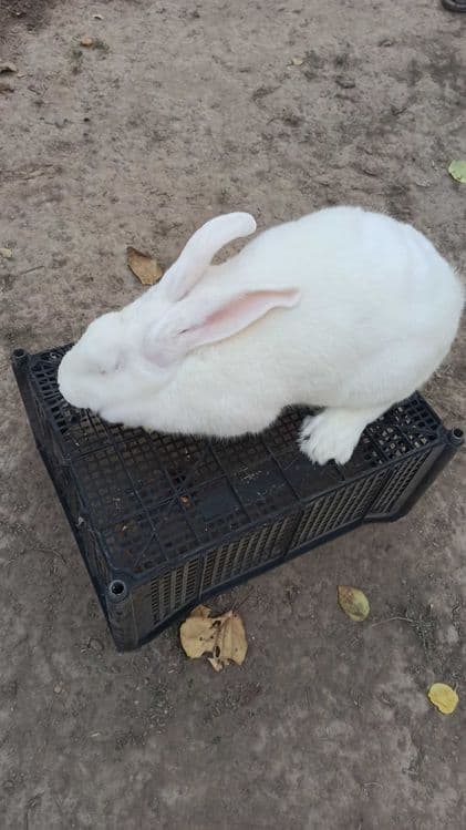 Хикол куёнлар сотилади — 3