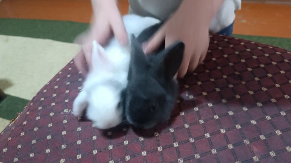 Продаются Домашние кролчата есть маленькие и большие — 1