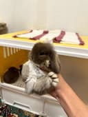 “Farzandingizga mehribon do‘st — Basmala Farm minik quyonlari!”