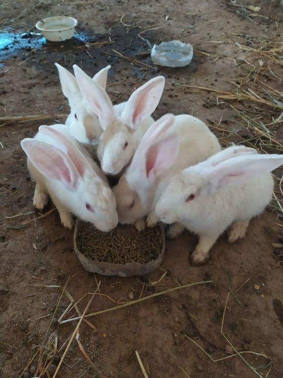 Куён сотилади. Продам кроликов  самсов. — 3