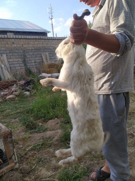 Срочно продаются 1 Крольчиха/3 крольчаты — 5