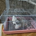 Hamster lar sotiladi 2 dona