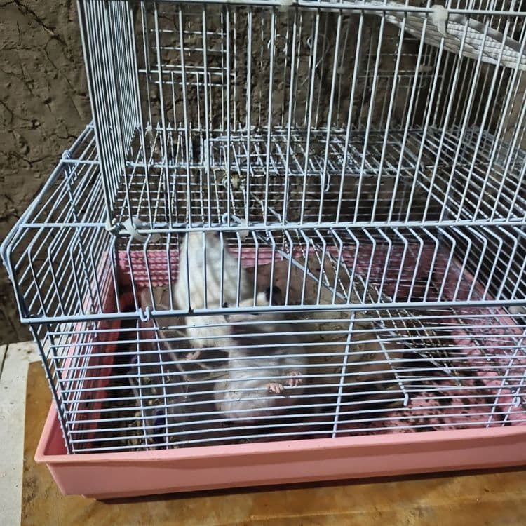 Hamster lar sotiladi 2 dona