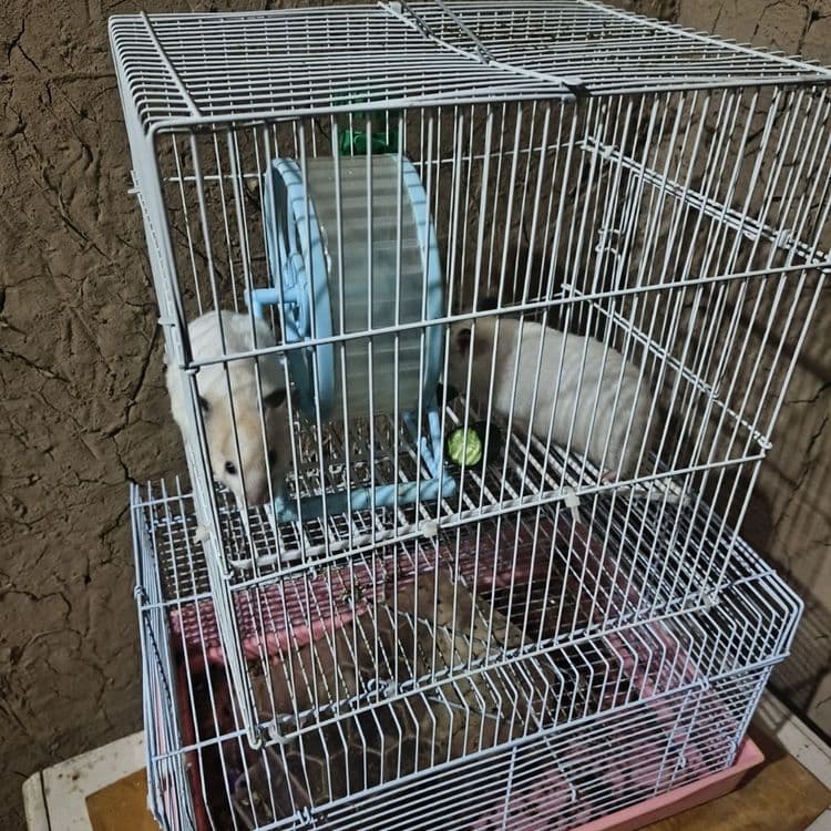 Hamster lar sotiladi 2 dona — 2