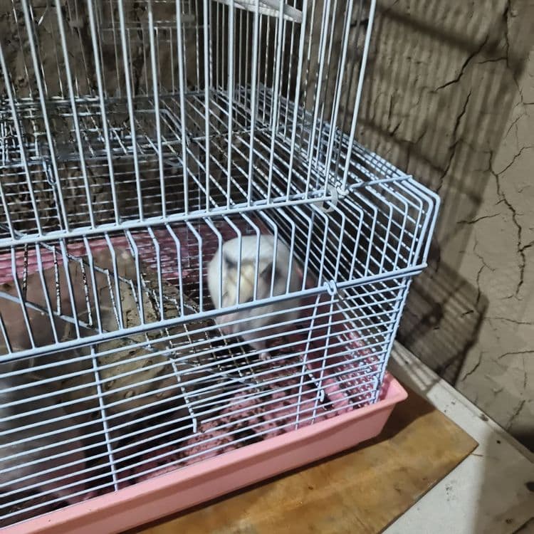 Hamster lar sotiladi 2 dona — 3