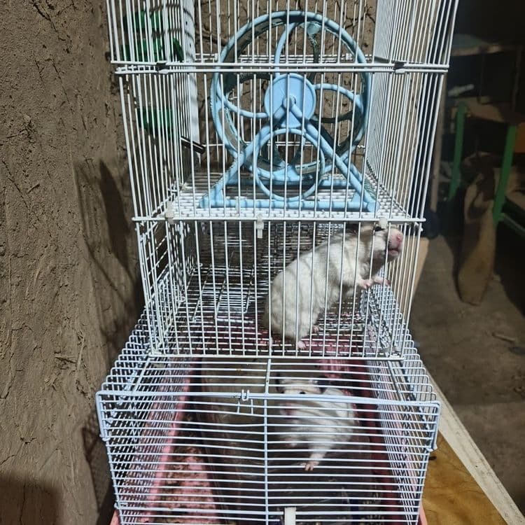 Hamster lar sotiladi 2 dona — 4