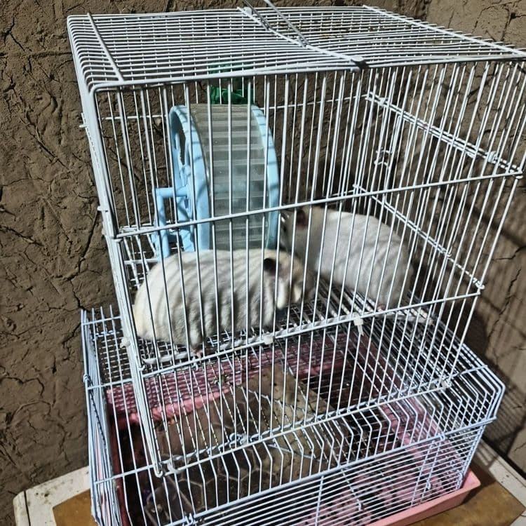 Hamster lar sotiladi 2 dona — 5