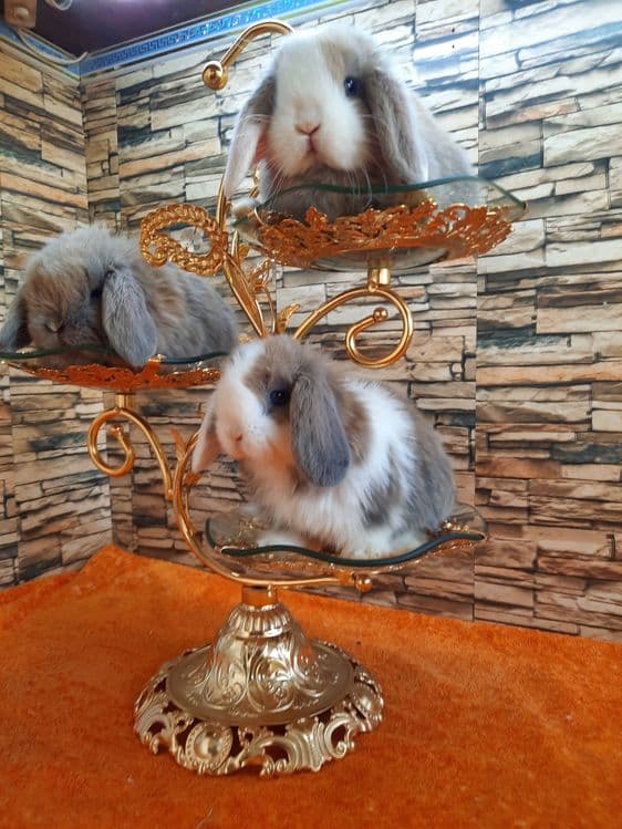 Карликовые Декоративные кролики для подарок — 2