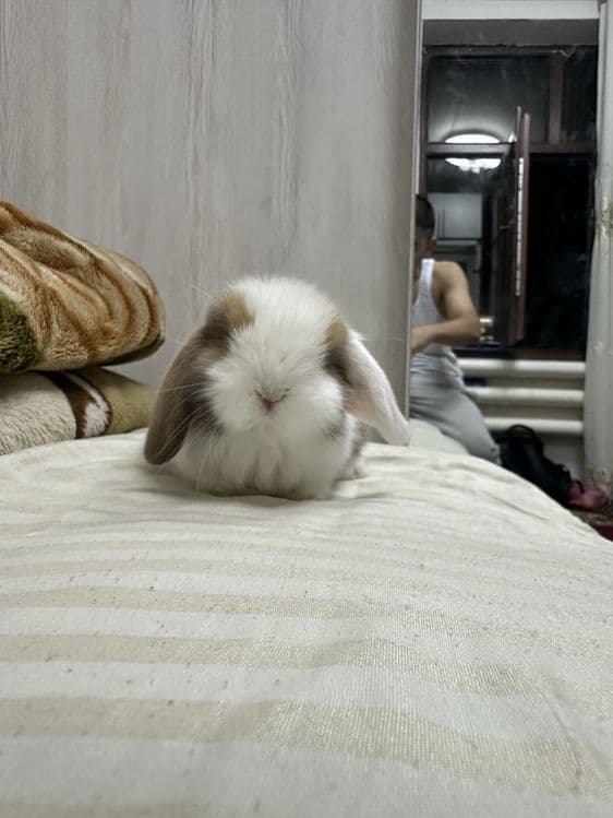 Basmala Farm’dan nafis va mehribon quyonchalar! — 3